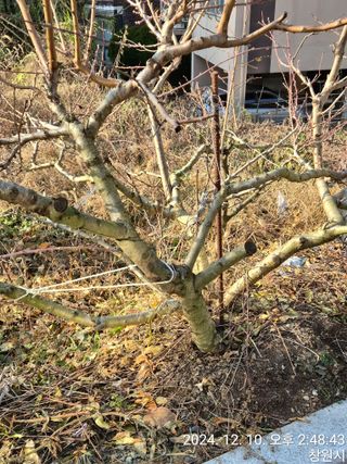 최호용님의 복숭아 · 영농일지 작성글 사진