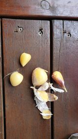 팜모닝 마늘·병해충상담 게시글 이미지