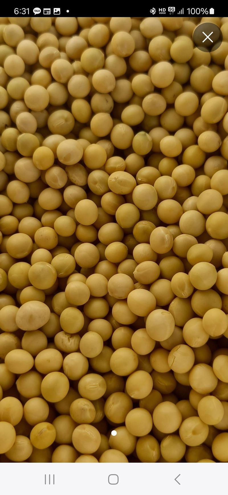 장터 상품 [메주콩] 썸네일