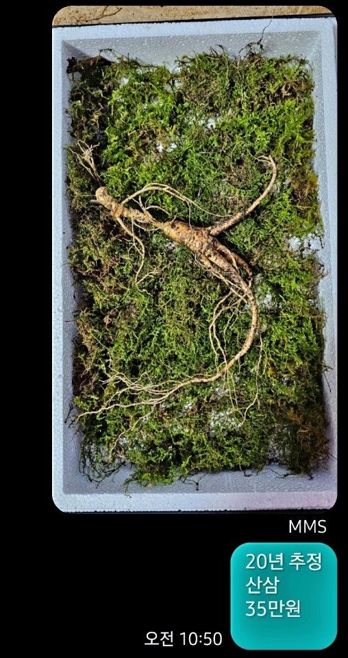 스마일님의 장터 판매 상품 [메주콩] 첨부 사진