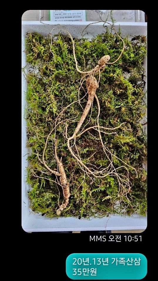 스마일님의 장터 판매 상품 [메주콩] 첨부 사진