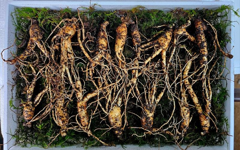 스마일님의 장터 판매 상품 [메주콩] 첨부 사진