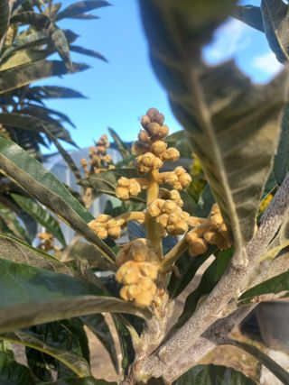 고라실아낙님의 자유주제 · 자유게시판 작성글 사진