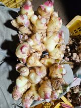 팜모닝 자유주제·자유게시판 게시글 이미지