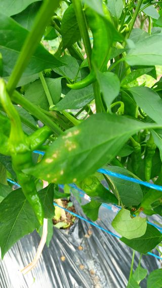 민주님의 고추 · 병해충상담 작성글 사진