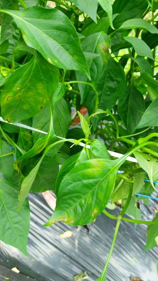 민주님의 고추 · 병해충상담 작성글 사진