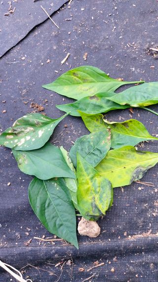 민주님의 고추 · 병해충상담 작성글 사진