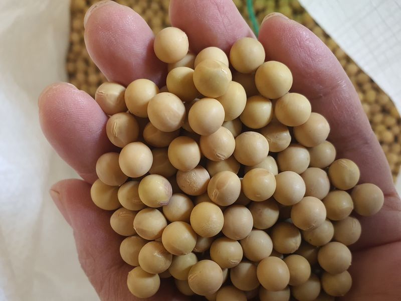 장터 상품 [백태(대원)20kg(판매완료)] 썸네일