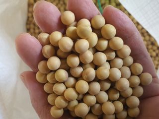 콩사랑님의 작성글 사진