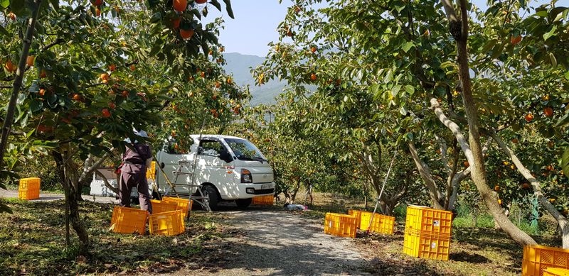 하동삼삼오오님의 장터 판매 상품 [악양 단감 60과 /10kg(완판)] 첨부 사진