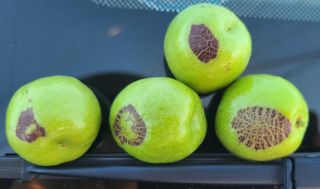 조기덕님의 기타작물 · 병해충상담 작성글 사진