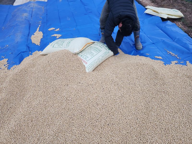 조일현님의 장터 판매 상품 [메주콩1kg] 첨부 사진