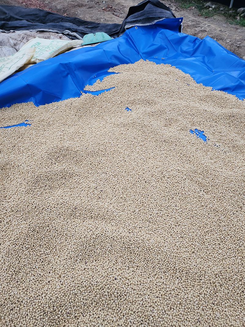 조일현님의 장터 판매 상품 [메주콩1kg] 첨부 사진