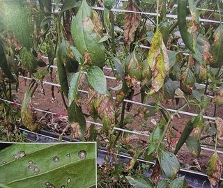 대산농사대장님의 고추 · 비료•농약 작성글 사진