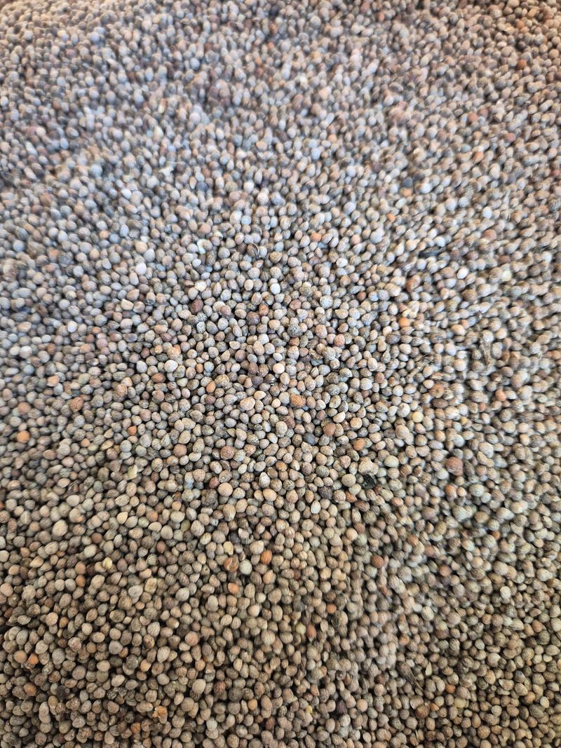 장터 상품 [들깨(판매완료)] 썸네일