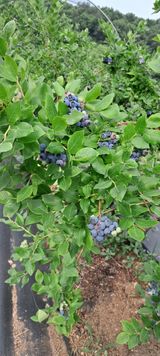 팜모닝 · 게시글 이미지