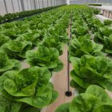 팜모닝 자유주제·자유게시판 게시글 이미지