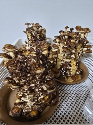 준수님의 작성글 사진