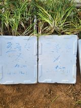 팜모닝 기타작물·영농일지 게시글 이미지