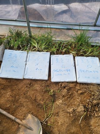 모링가팜님의 기타작물 · 영농일지 작성글 사진