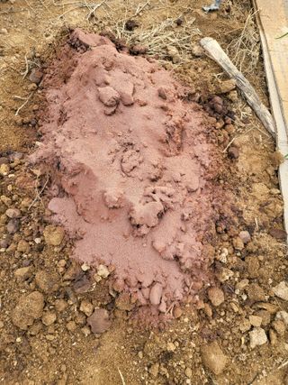 모링가팜님의 기타작물 · 영농일지 작성글 사진