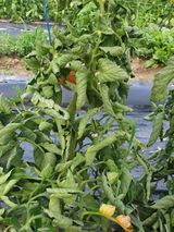 팜모닝 토마토·병해충상담 게시글 이미지