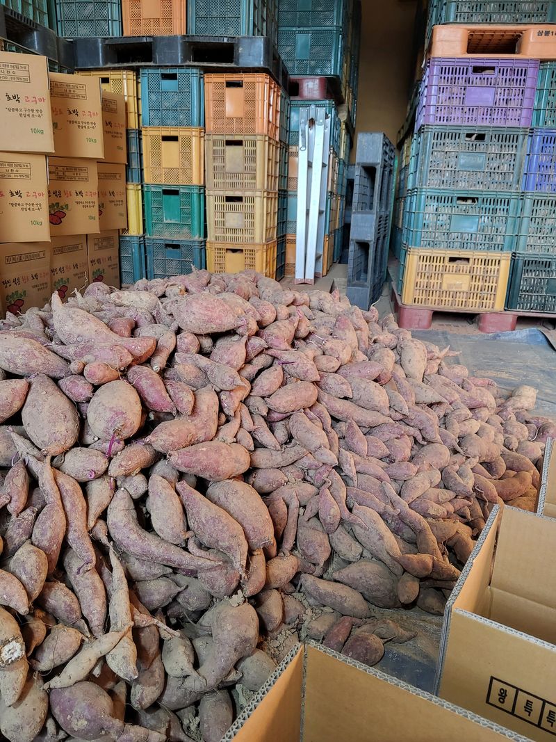 장터 상품 [호박고구마10kg] 썸네일