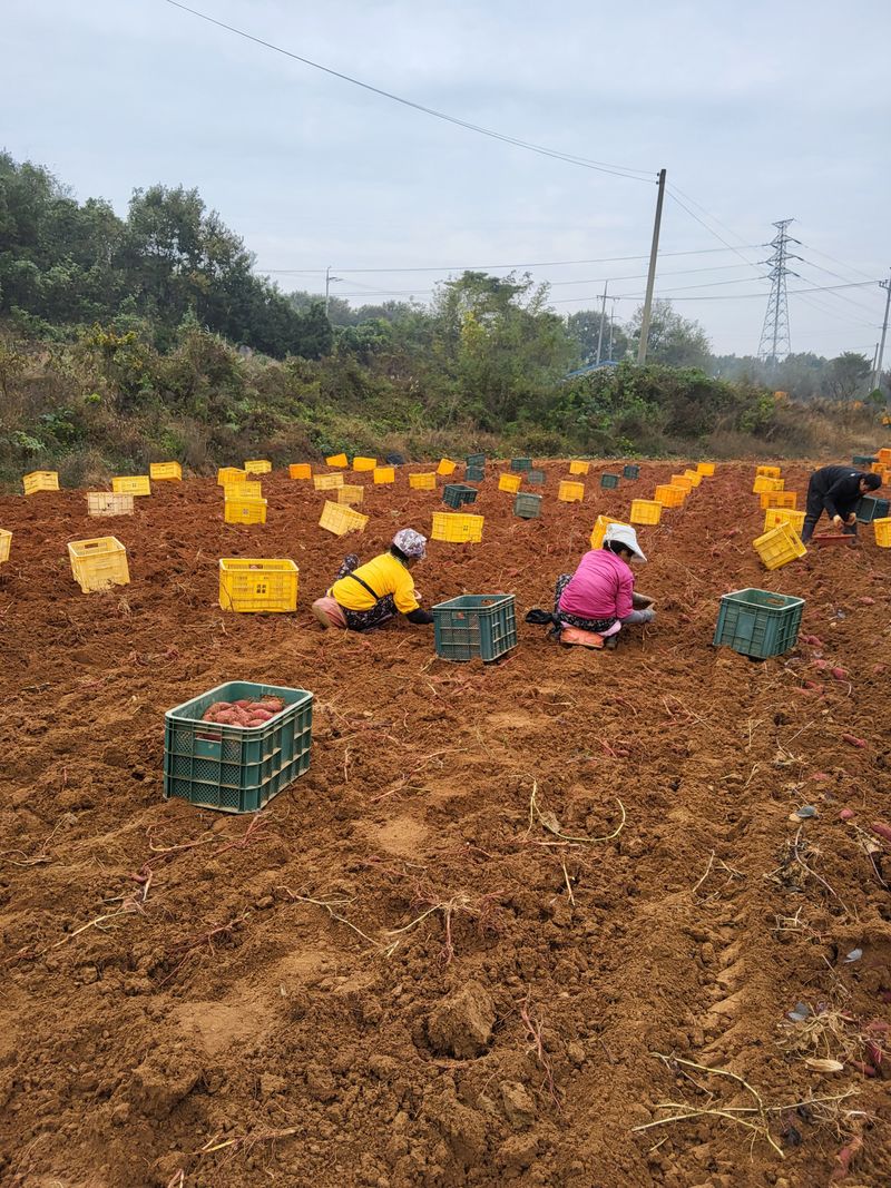 당진수농원박선이님의 장터 판매 상품 [호박고구마10kg] 첨부 사진