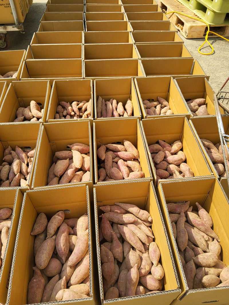 당진수농원박선이님의 장터 판매 상품 [호박고구마10kg] 첨부 사진