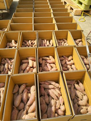 당진수농원박선이님의 작성글 사진