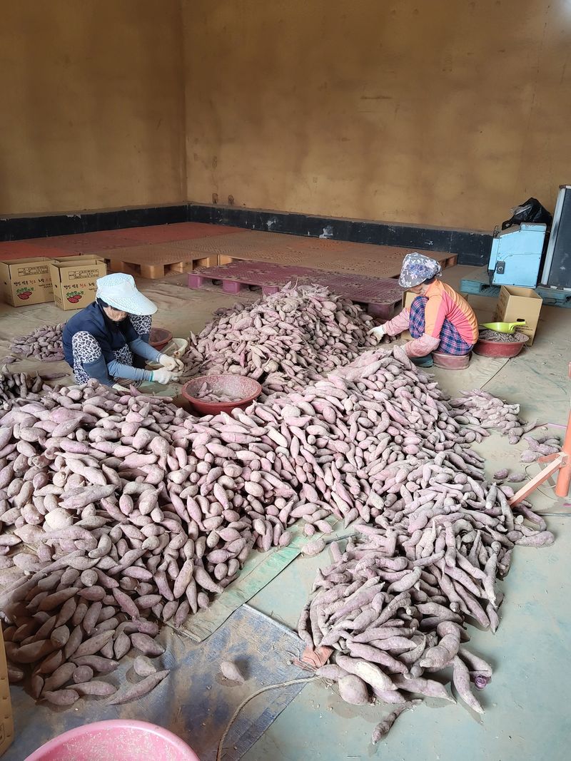 당진수농원박선이님의 장터 판매 상품 [호박고구마10kg] 첨부 사진