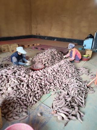 당진수농원박선이님의 작성글 사진