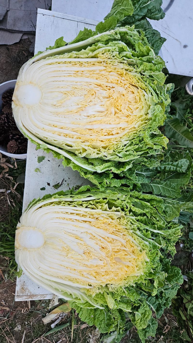 둘리아버지님의 장터 판매 상품 [황금배추1포기] 첨부 사진