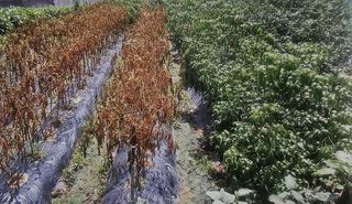 대산농사대장님의 고추 · 비료•농약 작성글 사진