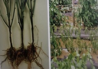 대산농사대장님의 고추 · 비료•농약 작성글 사진