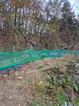 금송농원정시훈님의 블루베리 · 영농일지 작성글 사진