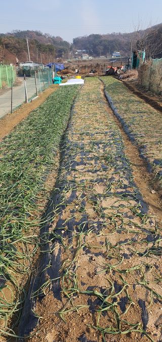 포도6133님의 기타작물 · 영농일지 작성글 사진