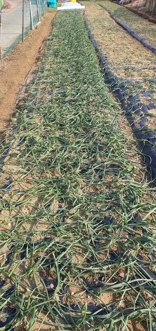 포도6133님의 기타작물 · 영농일지 작성글 사진