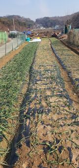 팜모닝 기타작물·영농일지 게시글 이미지