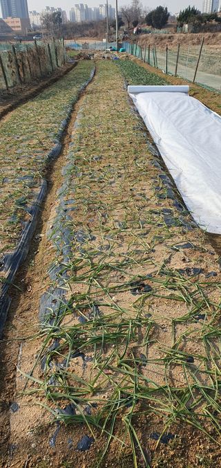 포도6133님의 기타작물 · 영농일지 작성글 사진