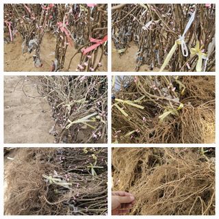 뿌리묘목농원님의 자유주제 · 자유게시판 작성글 사진