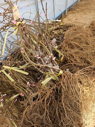 뿌리묘목농원님의 자유주제 · 자유게시판 작성글 사진