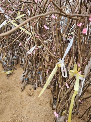 뿌리묘목농원님의 자유주제 · 자유게시판 작성글 사진