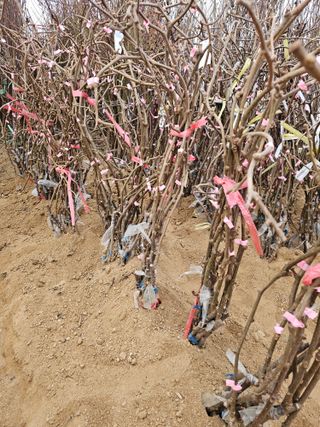 뿌리묘목농원님의 자유주제 · 자유게시판 작성글 사진