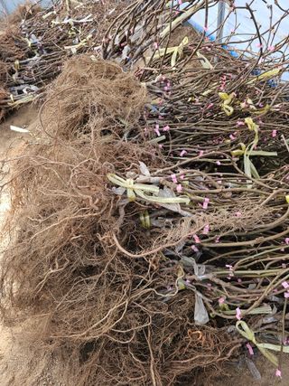 뿌리묘목농원님의 자유주제 · 자유게시판 작성글 사진