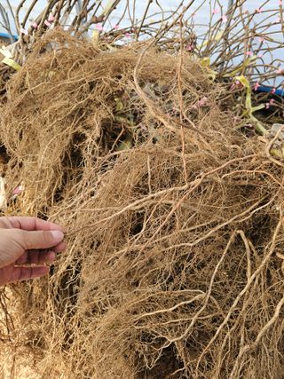 뿌리묘목농원님의 자유주제 · 자유게시판 작성글 사진