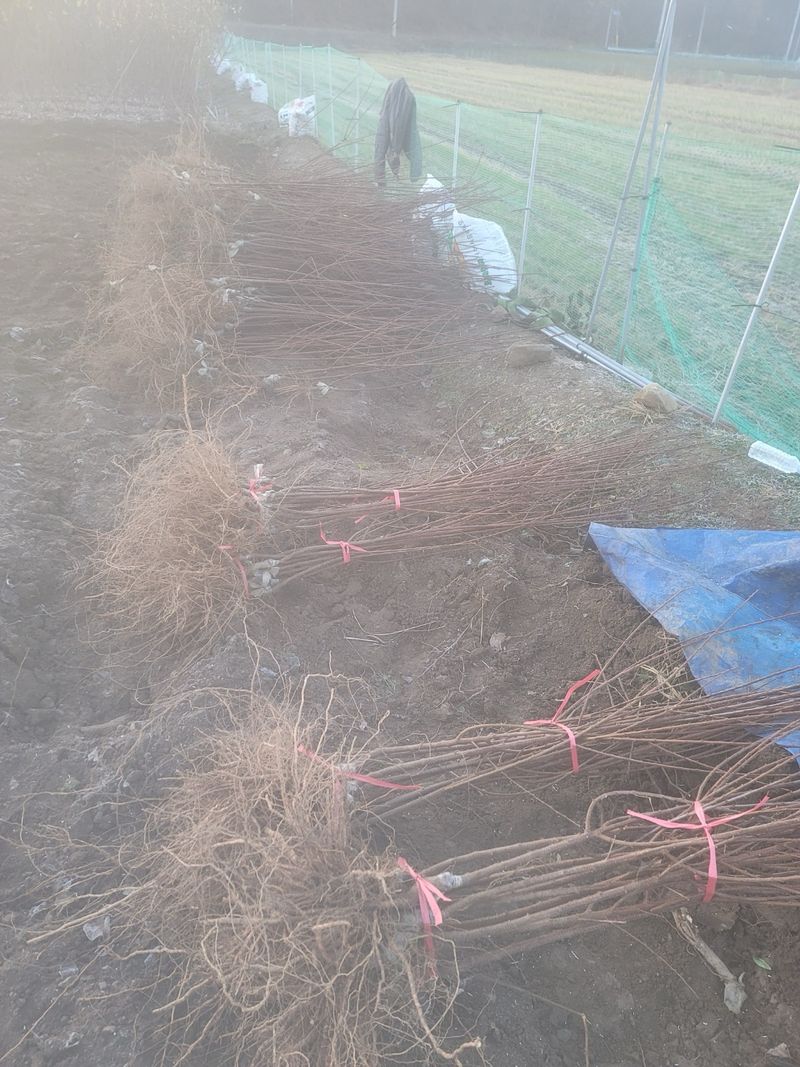 일심묘목농원님의 장터 판매 상품 [왕앵두 접목1년생 묘목] 첨부 사진