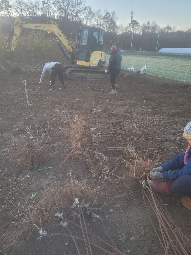 일심묘목농원님의 장터 판매 상품 [왕앵두 접목1년생 묘목] 첨부 사진