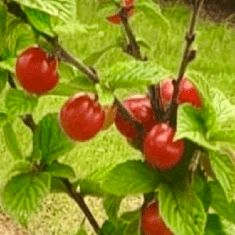 일심묘목농원님의 장터 판매 상품 [왕앵두 접목1년생 묘목] 첨부 사진