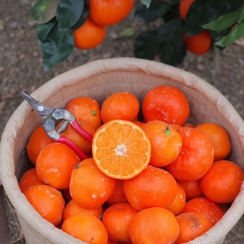 장터 상품 [루비향(빨간귤)2.5kg] 썸네일